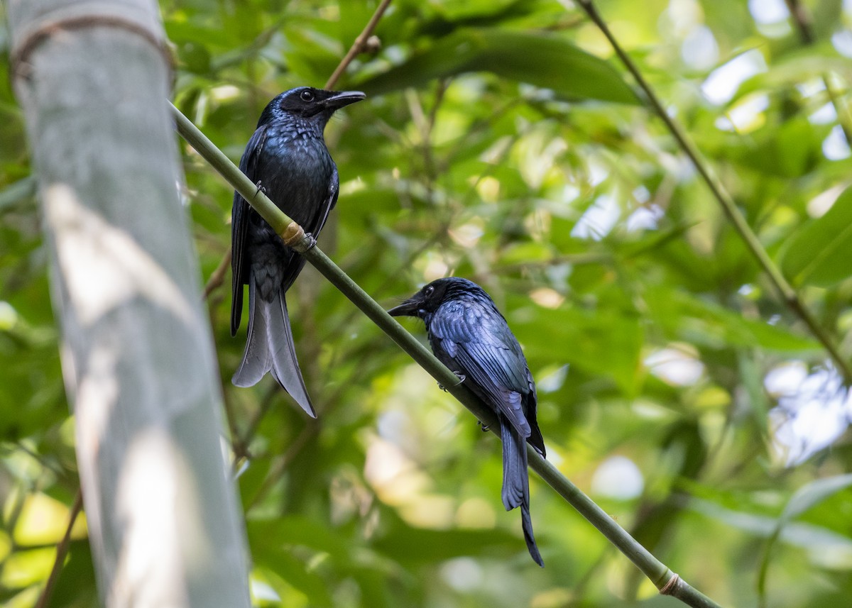 Bronzed Drongo - ML645347696