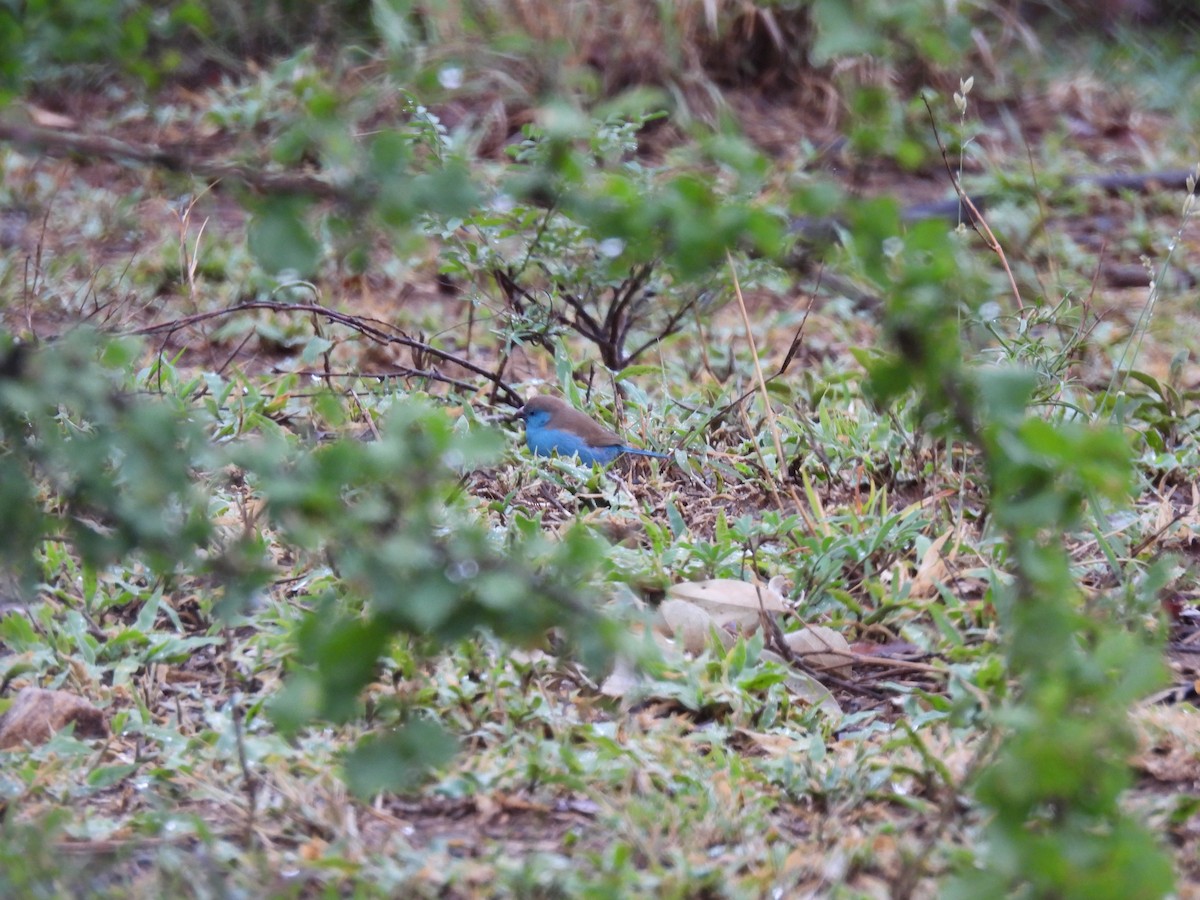 Southern Cordonbleu - ML645347699