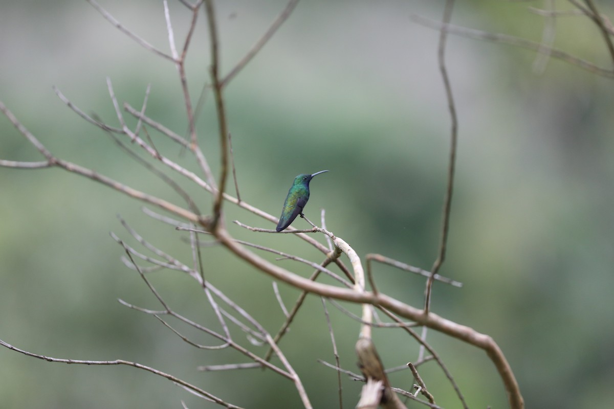 Black-throated Mango - ML645347702