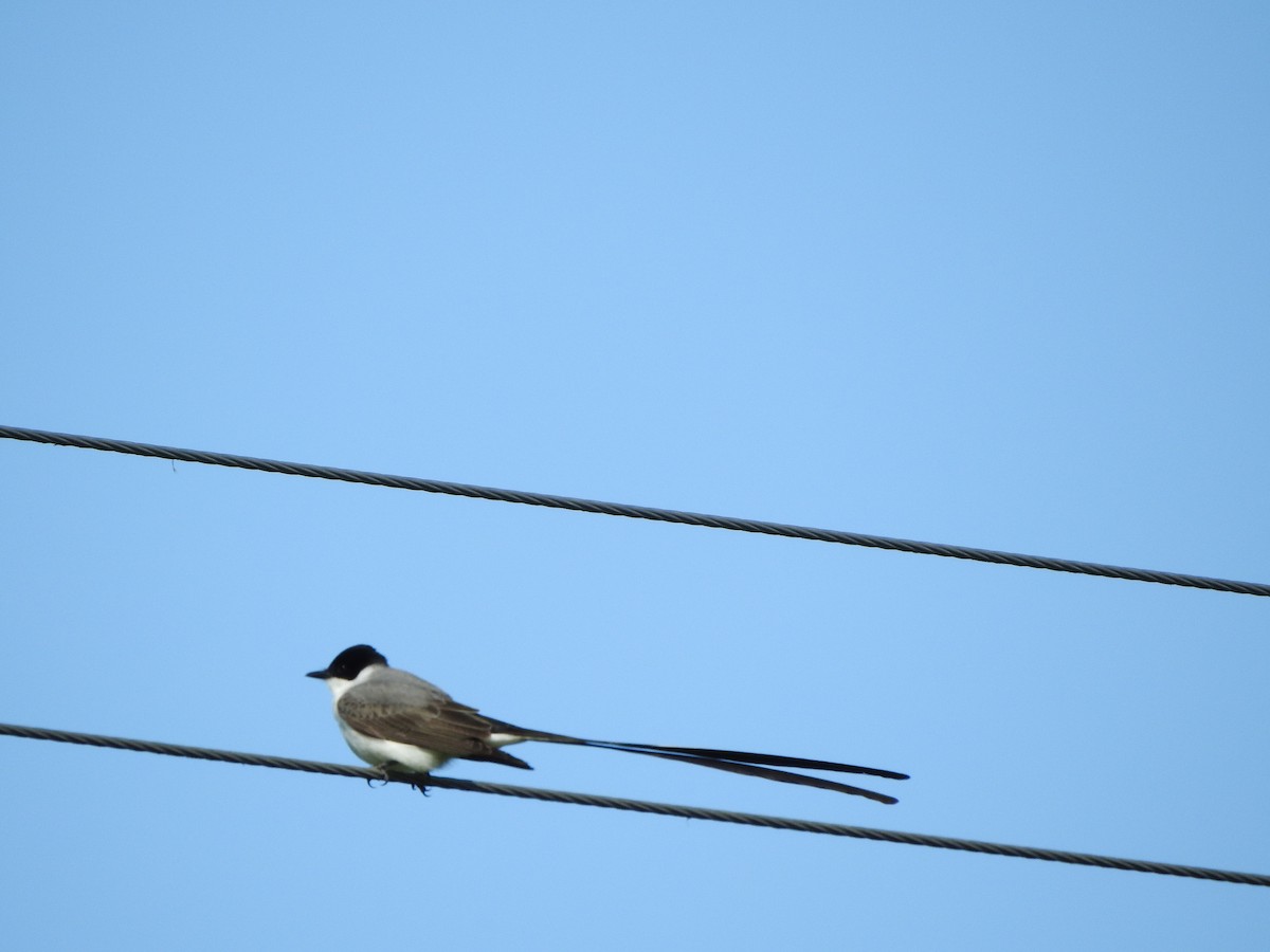 Fork-tailed Flycatcher - ML645347704