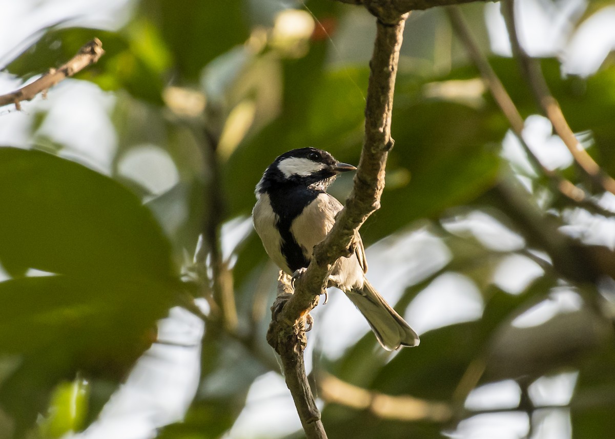 Asian Tit - ML645347706