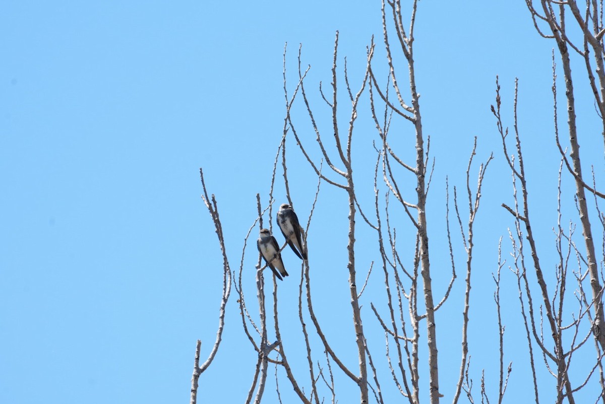 Brown-chested Martin - ML645347707