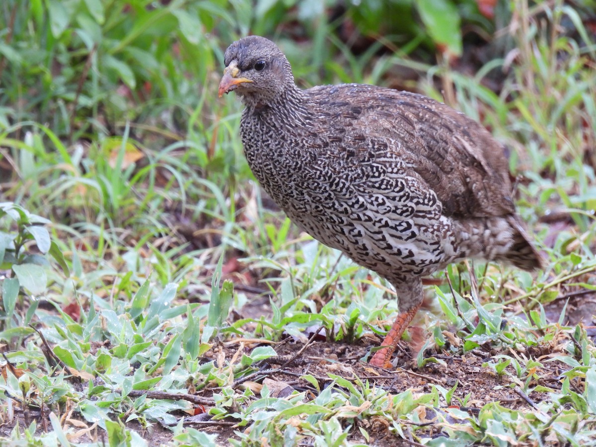 Natal Spurfowl - ML645347708