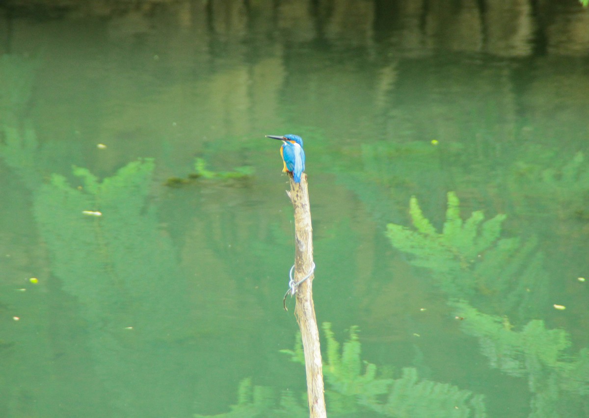 Common Kingfisher - ML645347710