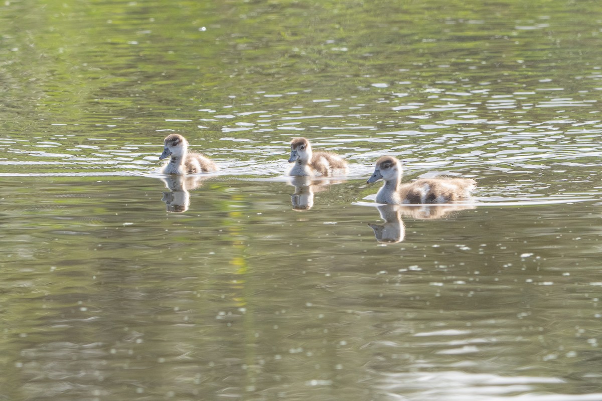 Egyptian Goose - ML645347713