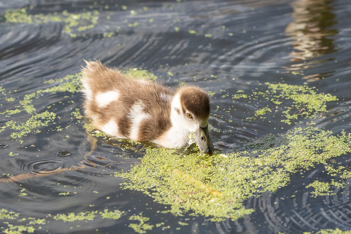 Egyptian Goose - ML645347714