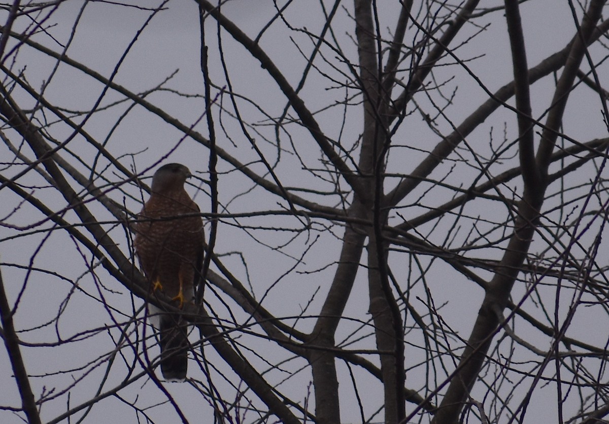 Cooper's Hawk - ML645347726