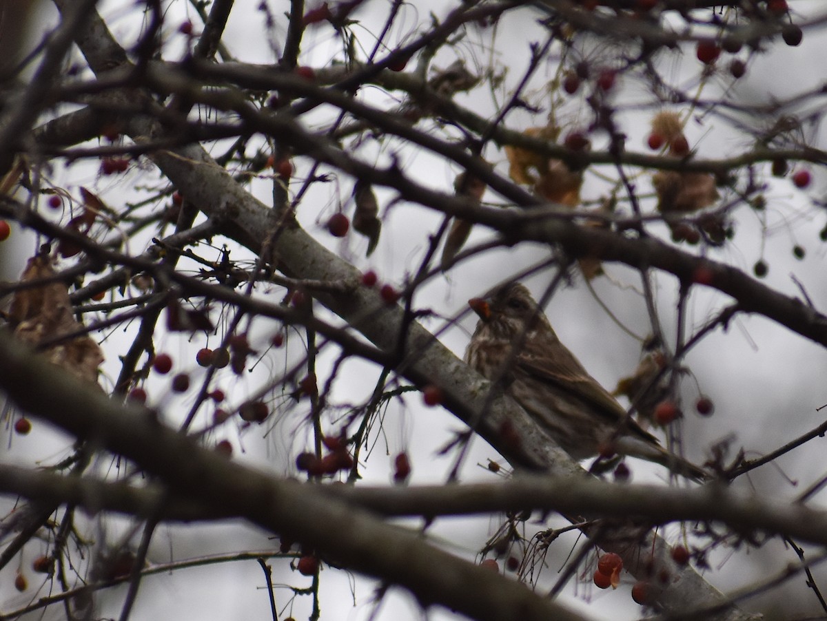 Camachuelo Purpúreo - ML645347738