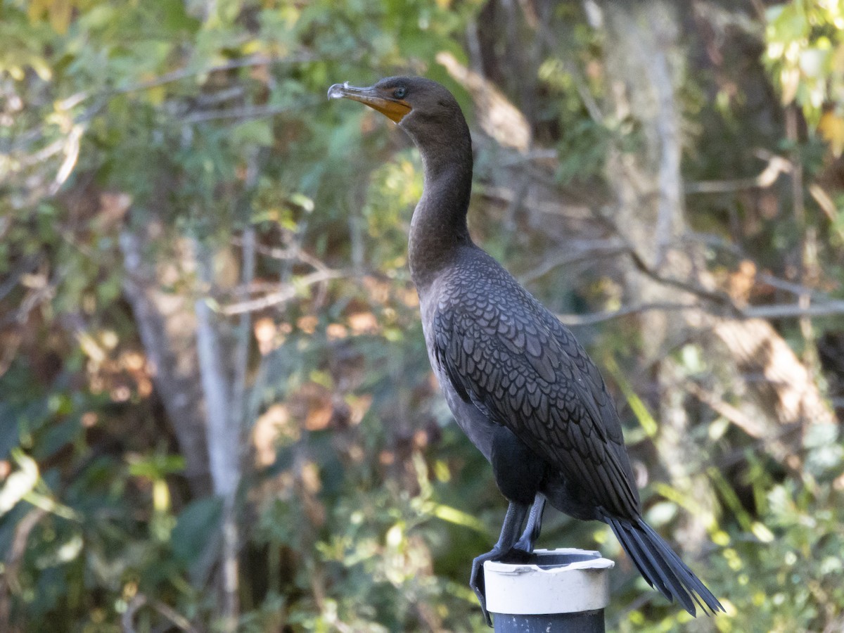 Double-crested Cormorant - ML645347739