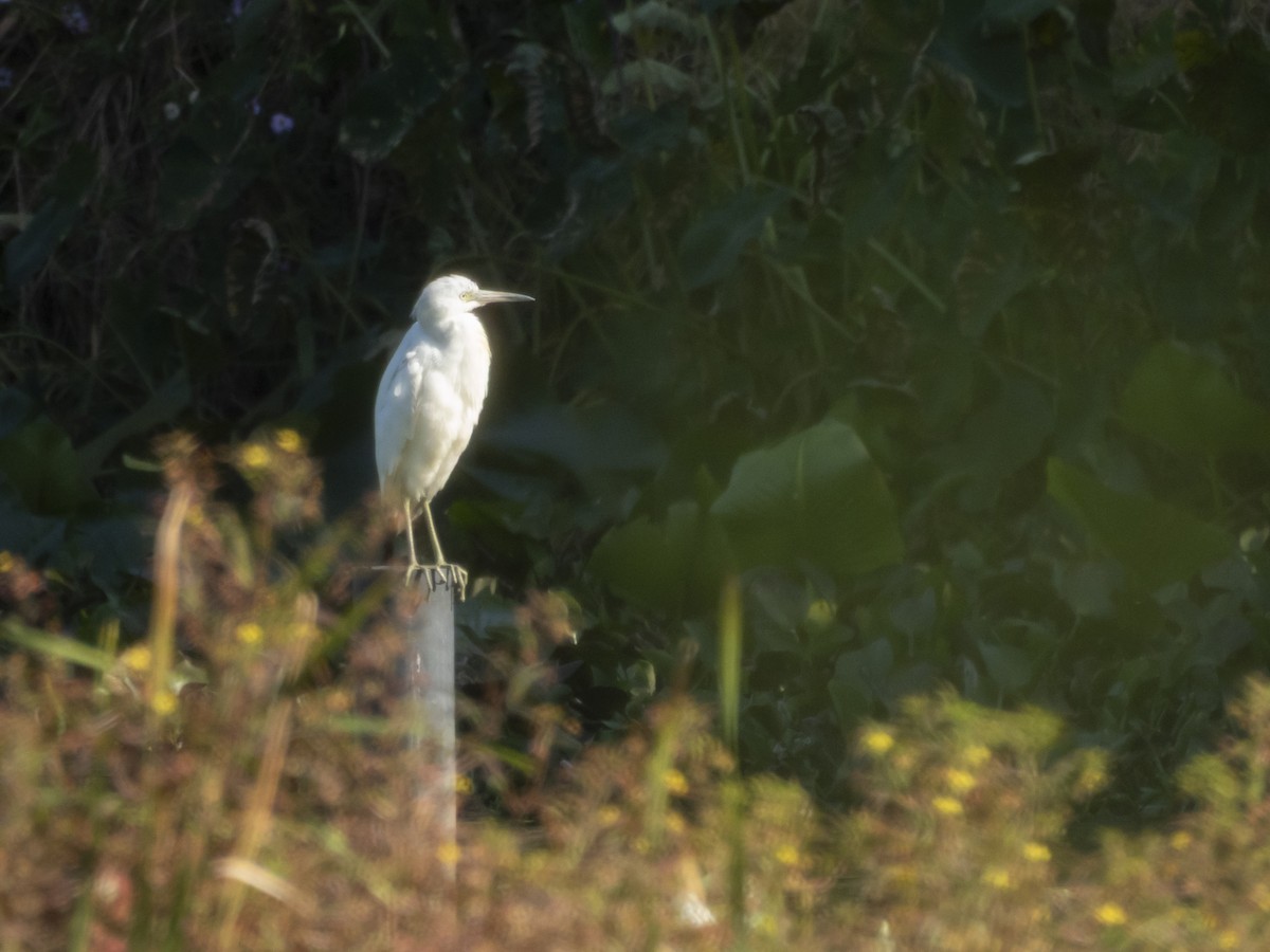 Little Blue Heron - ML645347747