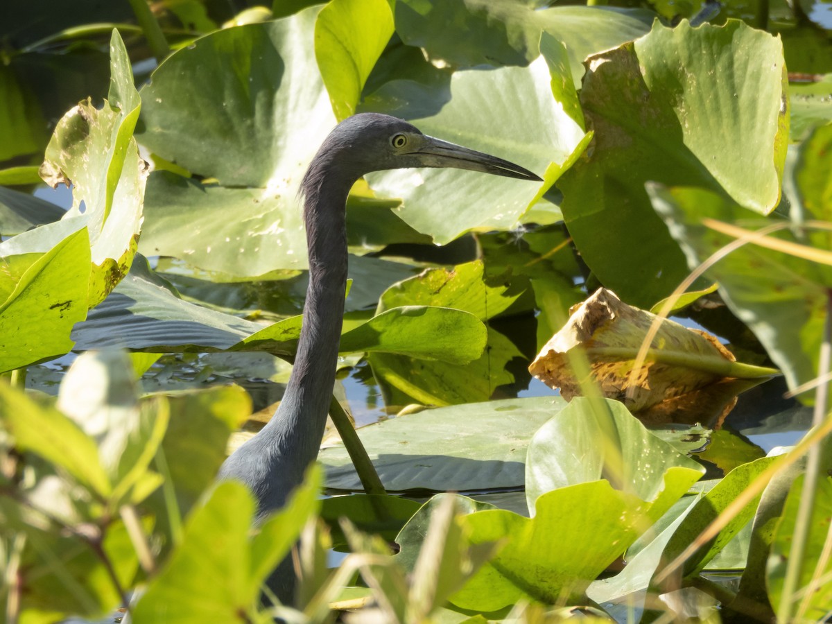 Little Blue Heron - ML645347748