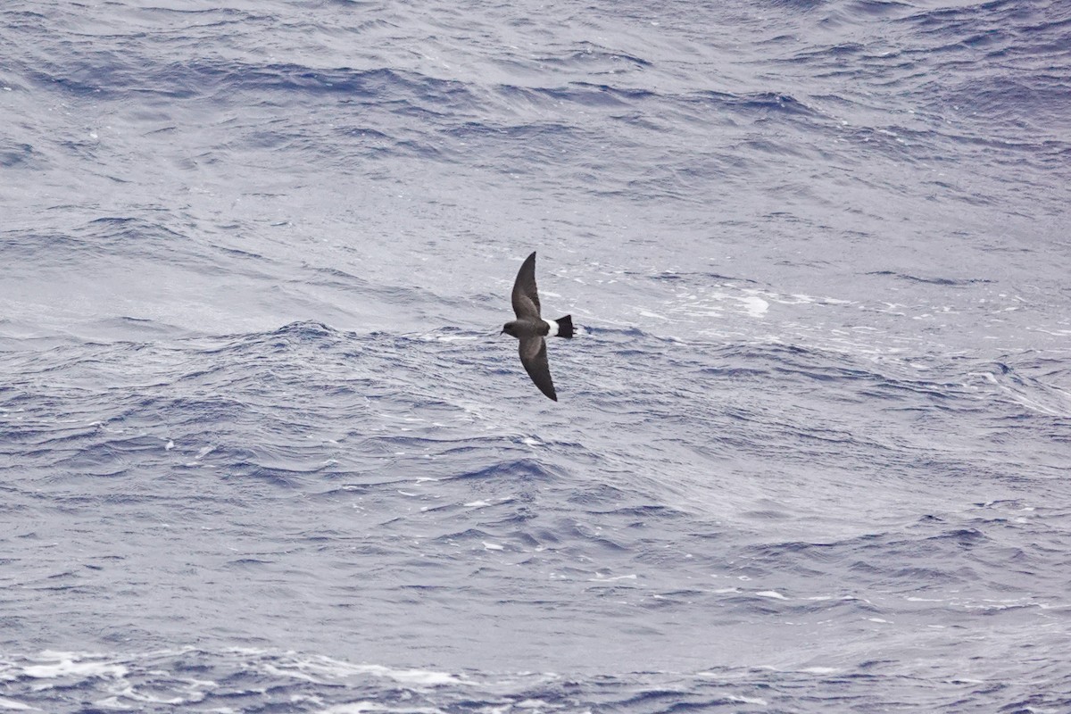 Black-bellied Storm-Petrel - ML645347749
