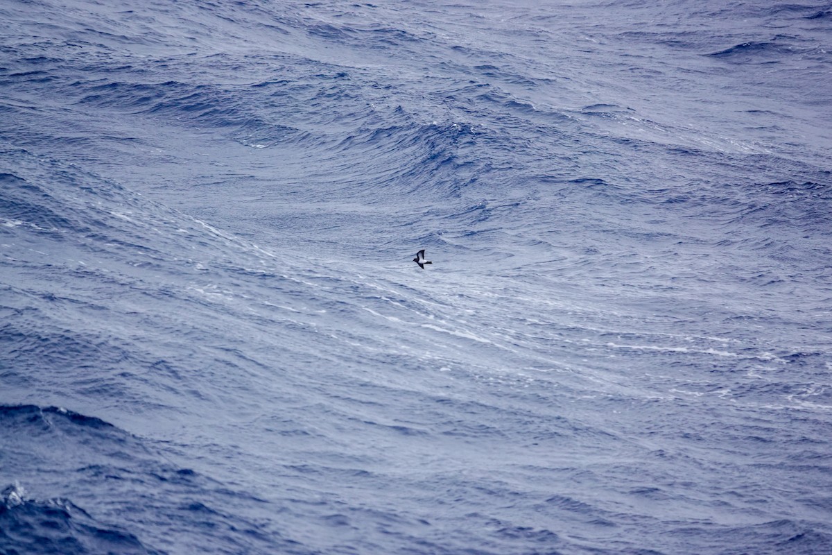 Black-bellied Storm-Petrel - ML645347754