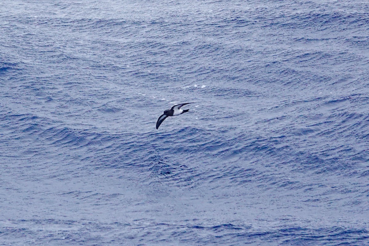 Black-bellied Storm-Petrel - ML645347755