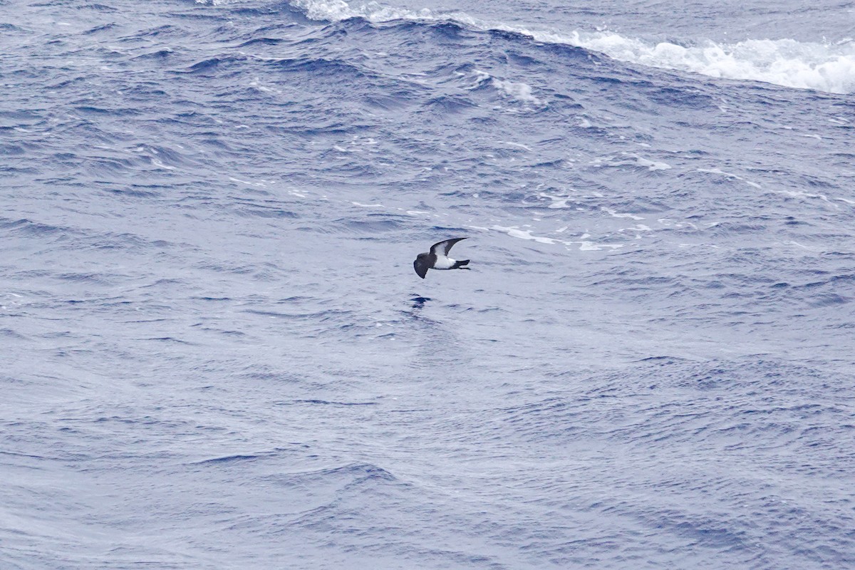 Black-bellied Storm-Petrel - ML645347756