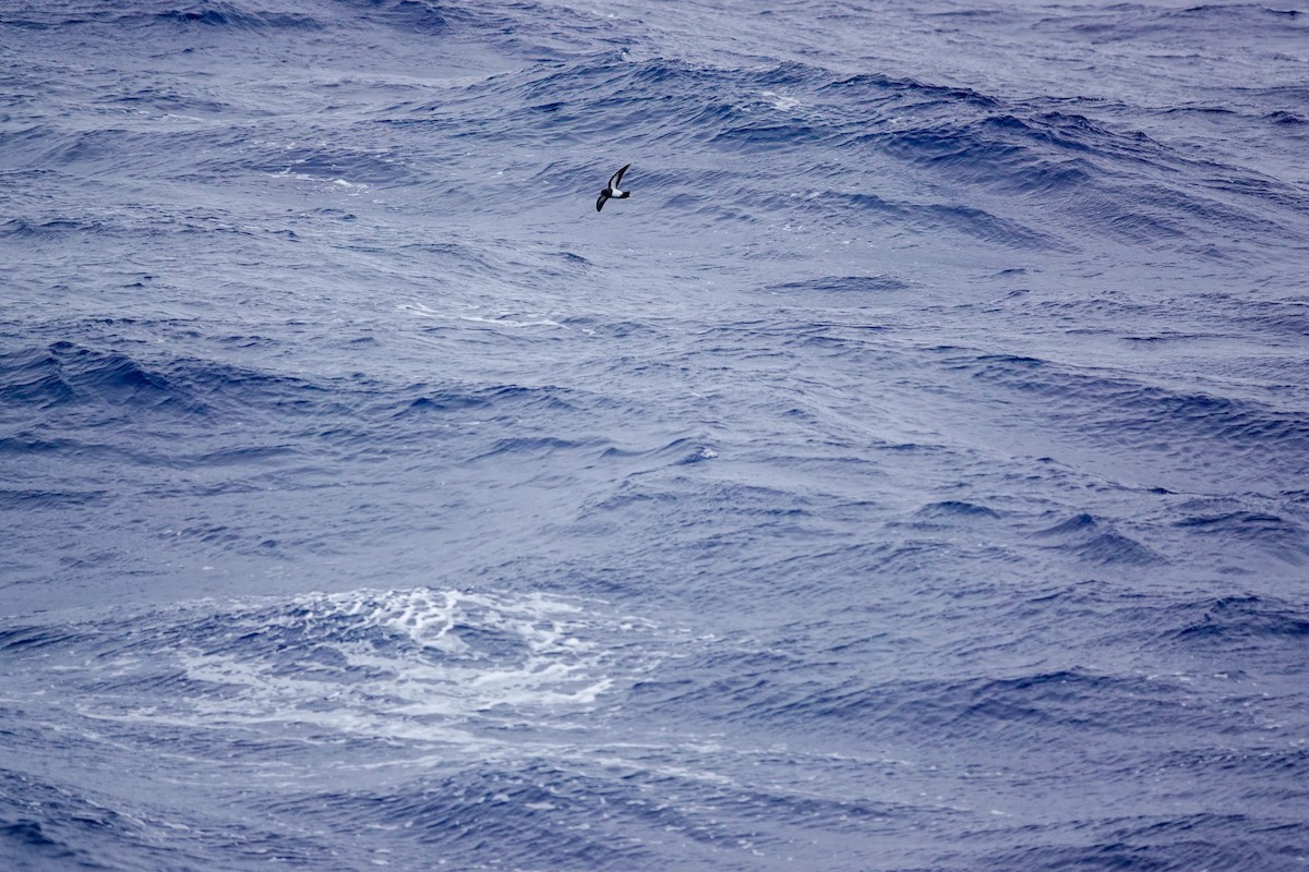 Black-bellied Storm-Petrel - ML645347757