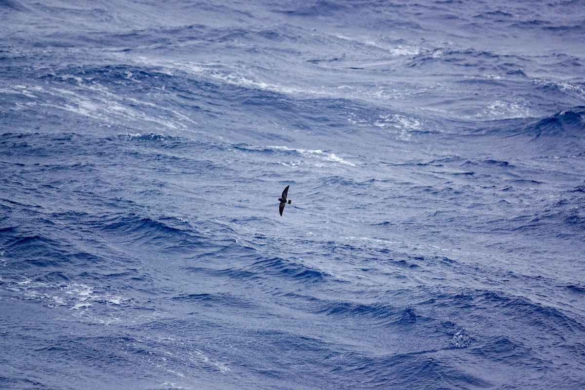 Black-bellied Storm-Petrel - ML645347758