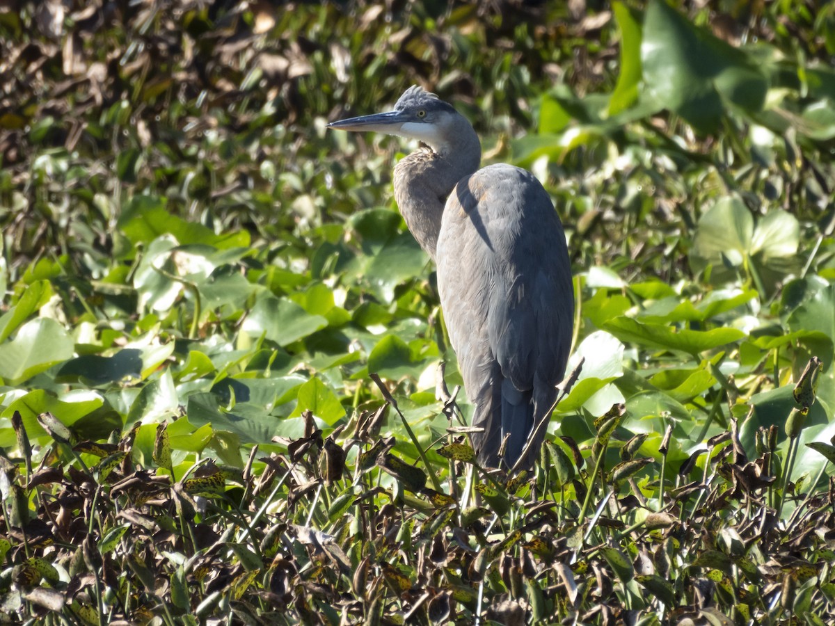 Great Blue Heron - ML645347762