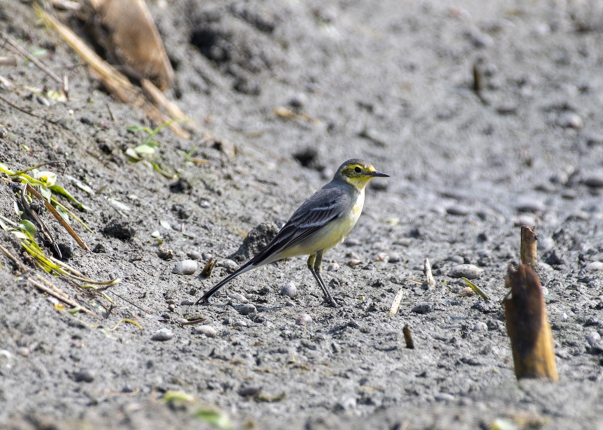 נחליאלי לימוני - ML645347765
