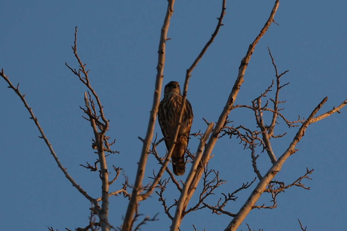 Merlin - ML645347767