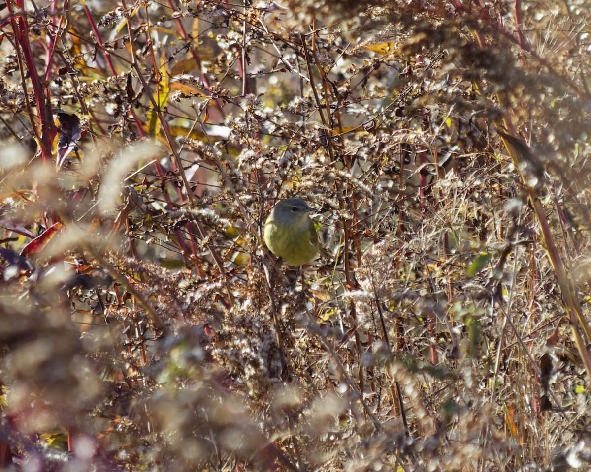 Orange-crowned Warbler - ML645347768