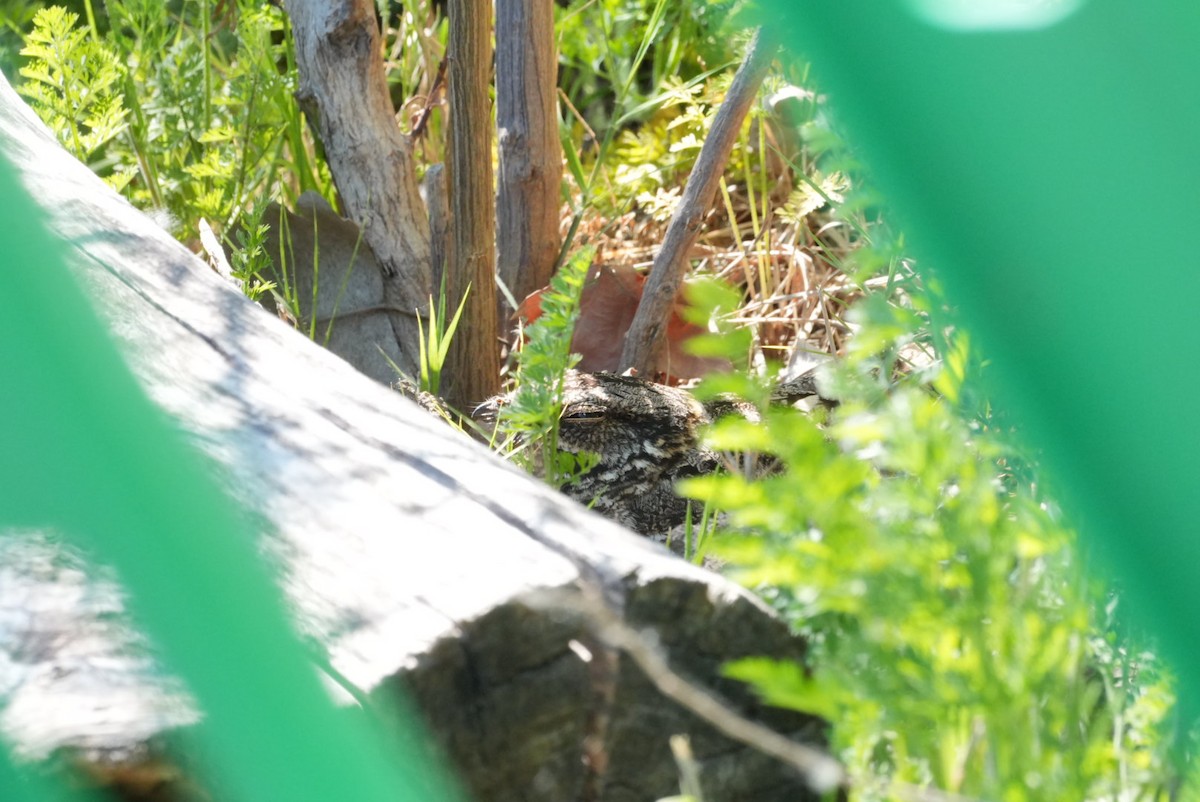 lelek nůžkoocasý - ML645347777