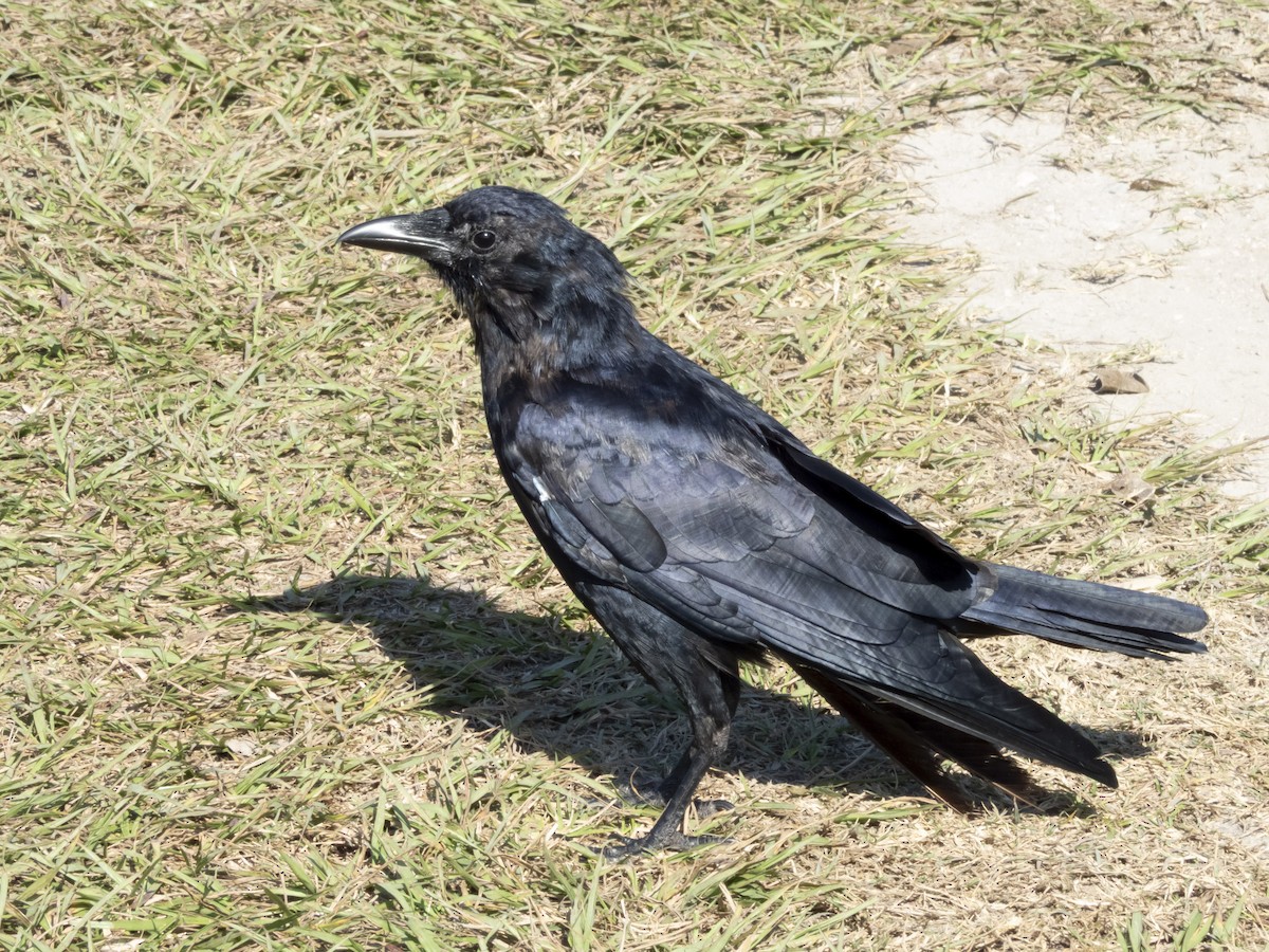 Fish Crow - ML645347779