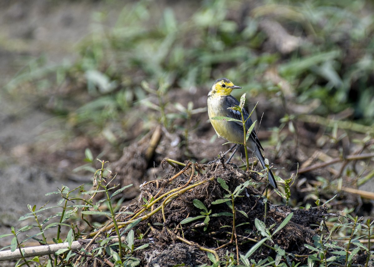 נחליאלי לימוני - ML645347780