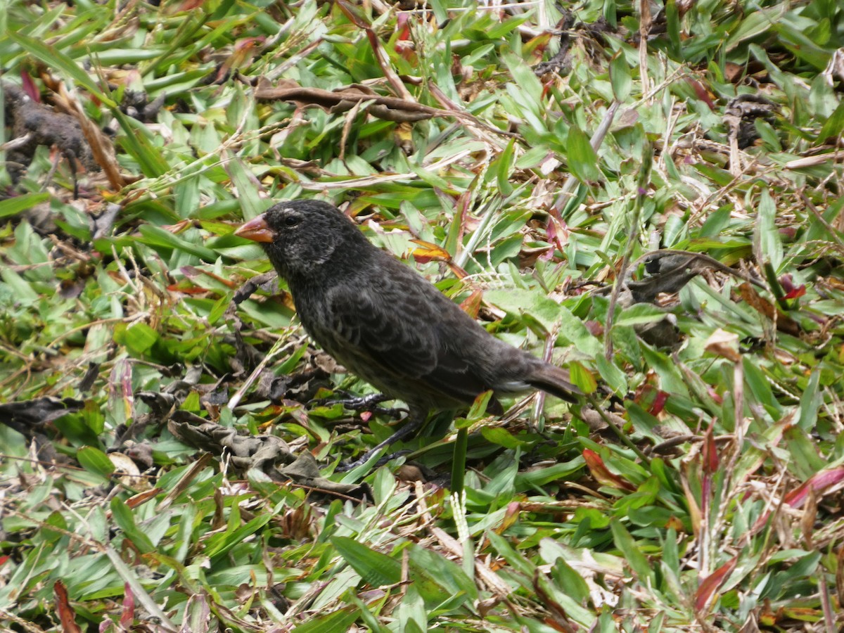 Small Ground-Finch - ML645347782