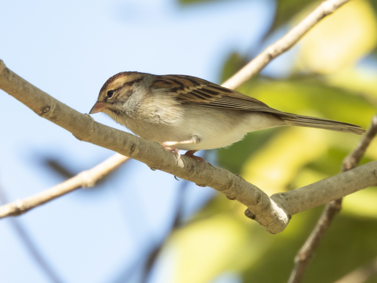 Chipping Sparrow - ML645347791