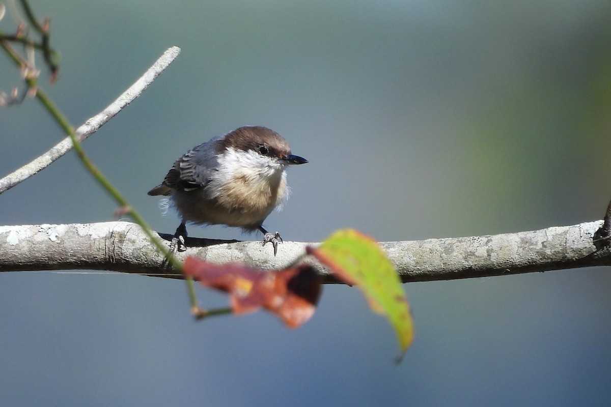 brhlík hnědohlavý - ML645347802