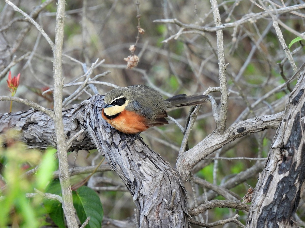 Zeytin Tepeli Hilalgerdan - ML645347816