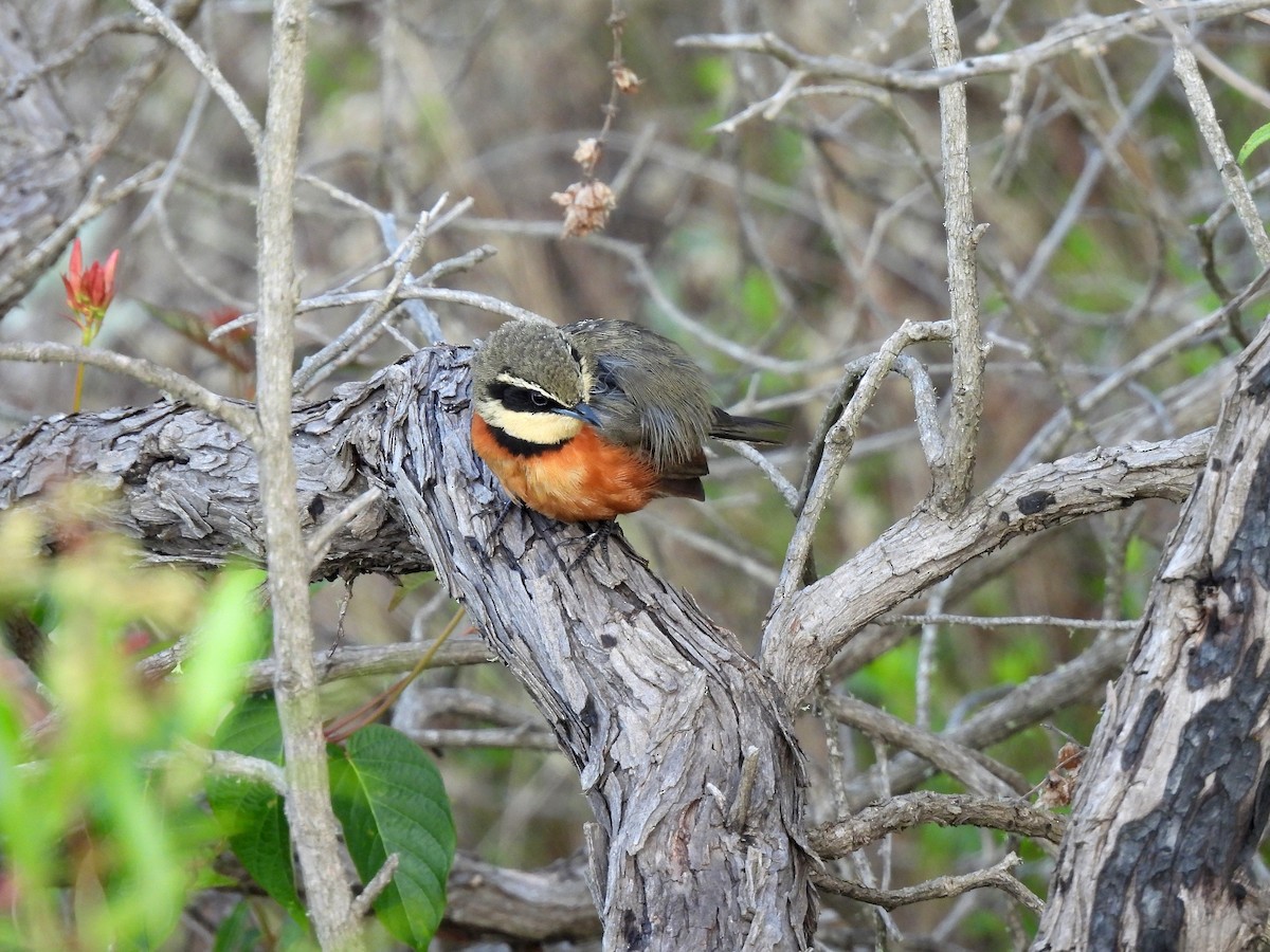 Zeytin Tepeli Hilalgerdan - ML645347817
