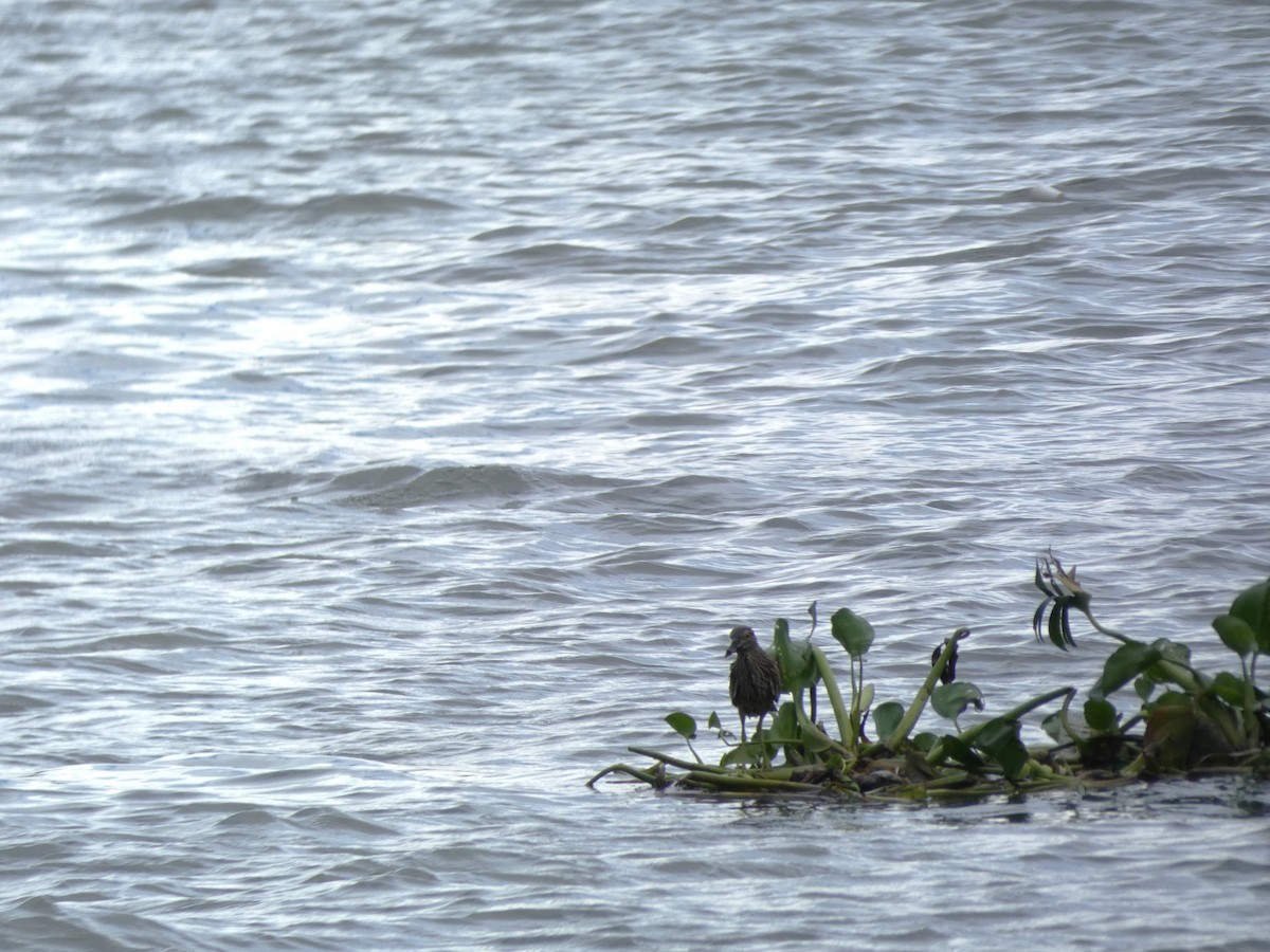 Nankeen Night Heron - ML645347844