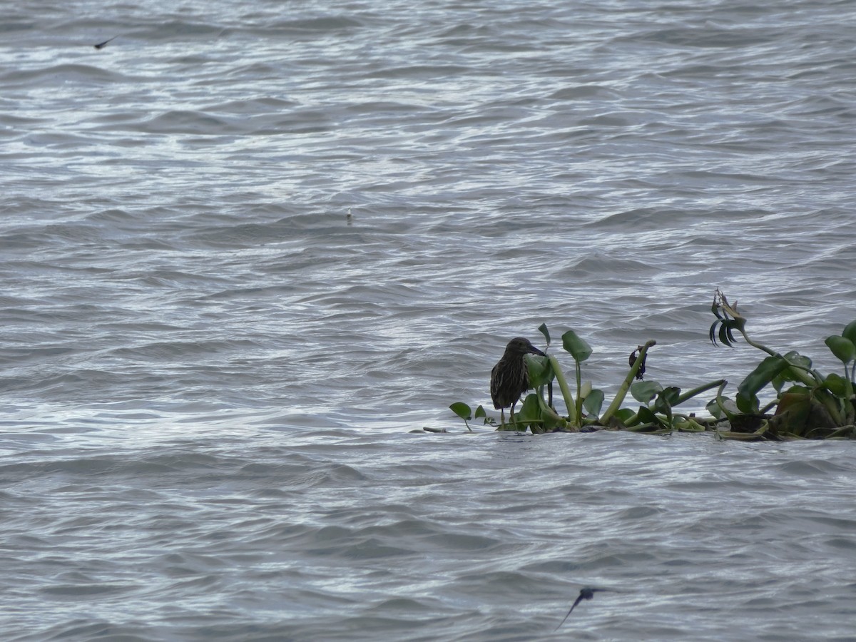 Nankeen Night Heron - ML645347845
