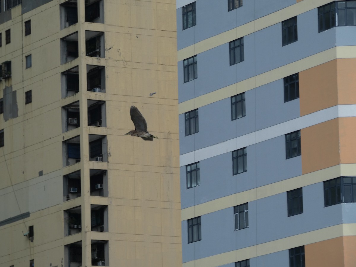 Nankeen Night Heron - ML645347846