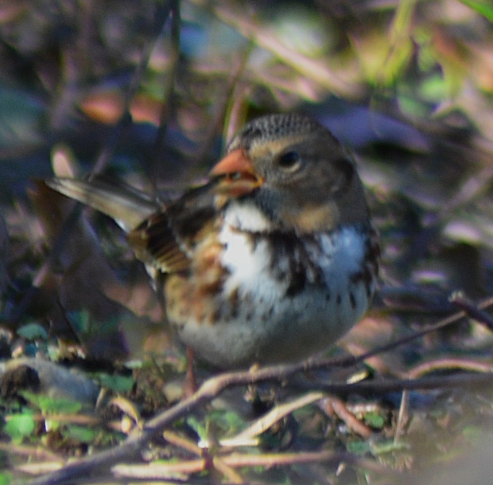 Harris's Sparrow - ML645347847