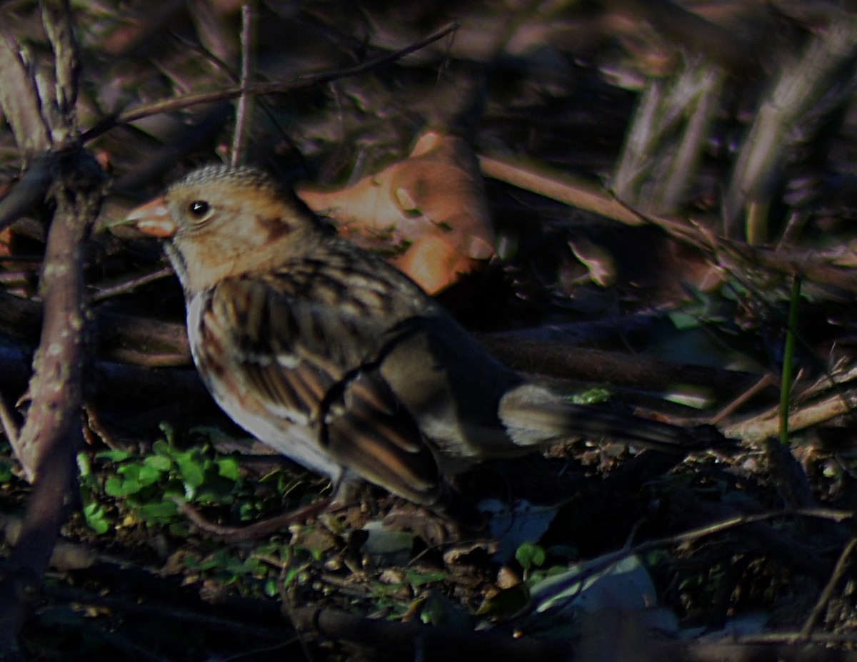 Harris's Sparrow - ML645347864