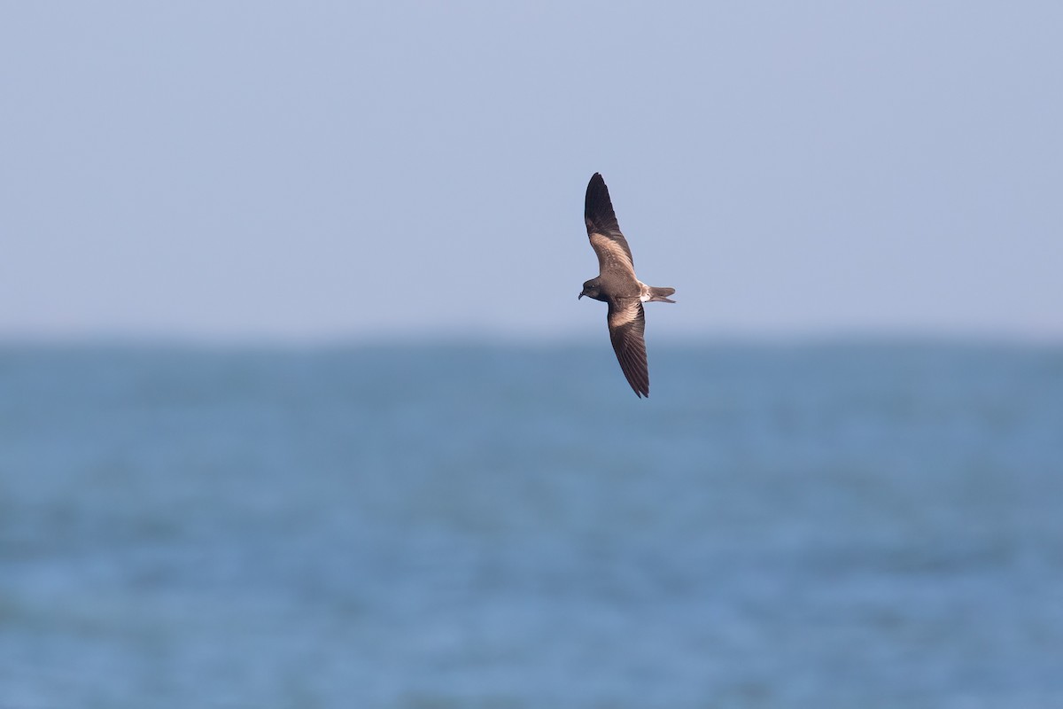 Wellenläufer - ML645347867