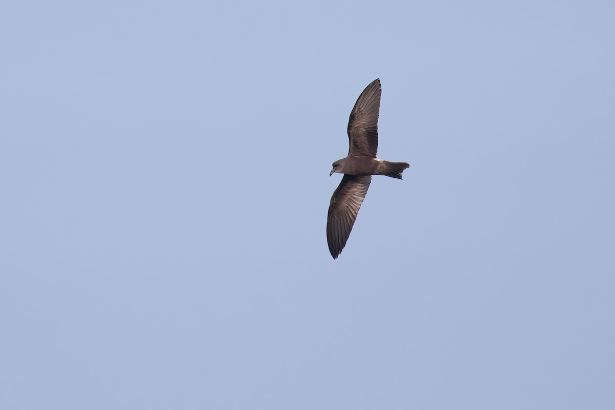 Wellenläufer - ML645347868