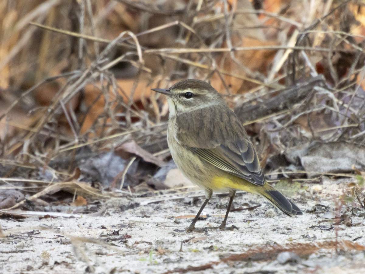 Palm Warbler (Western) - ML645347871