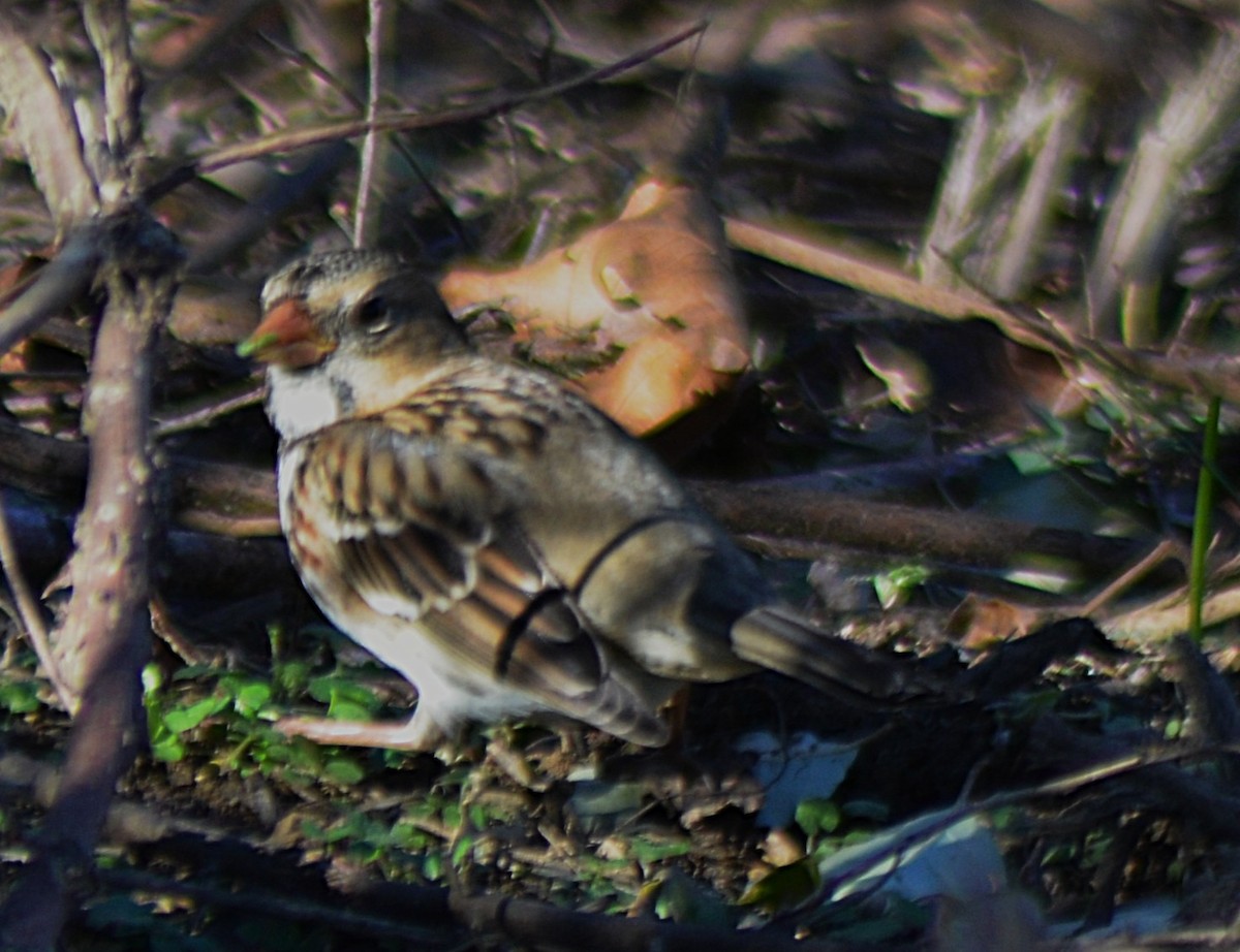 Harris's Sparrow - ML645347880