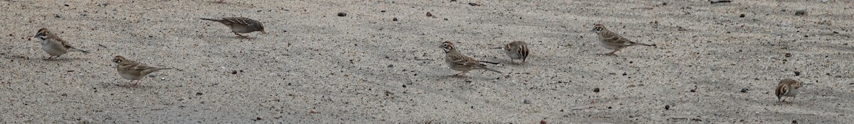 Lark Sparrow - ML645347905