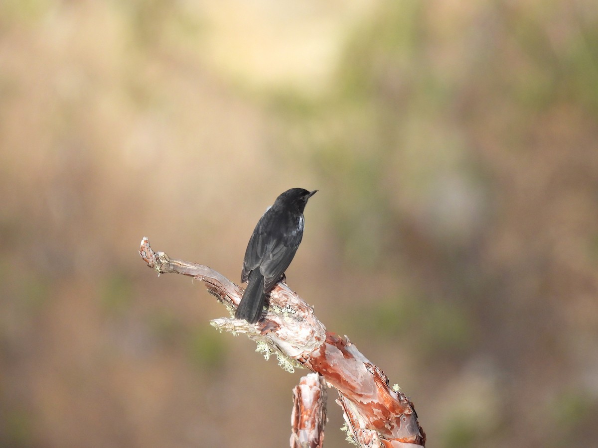 Gray-bellied Flowerpiercer - ML645347906