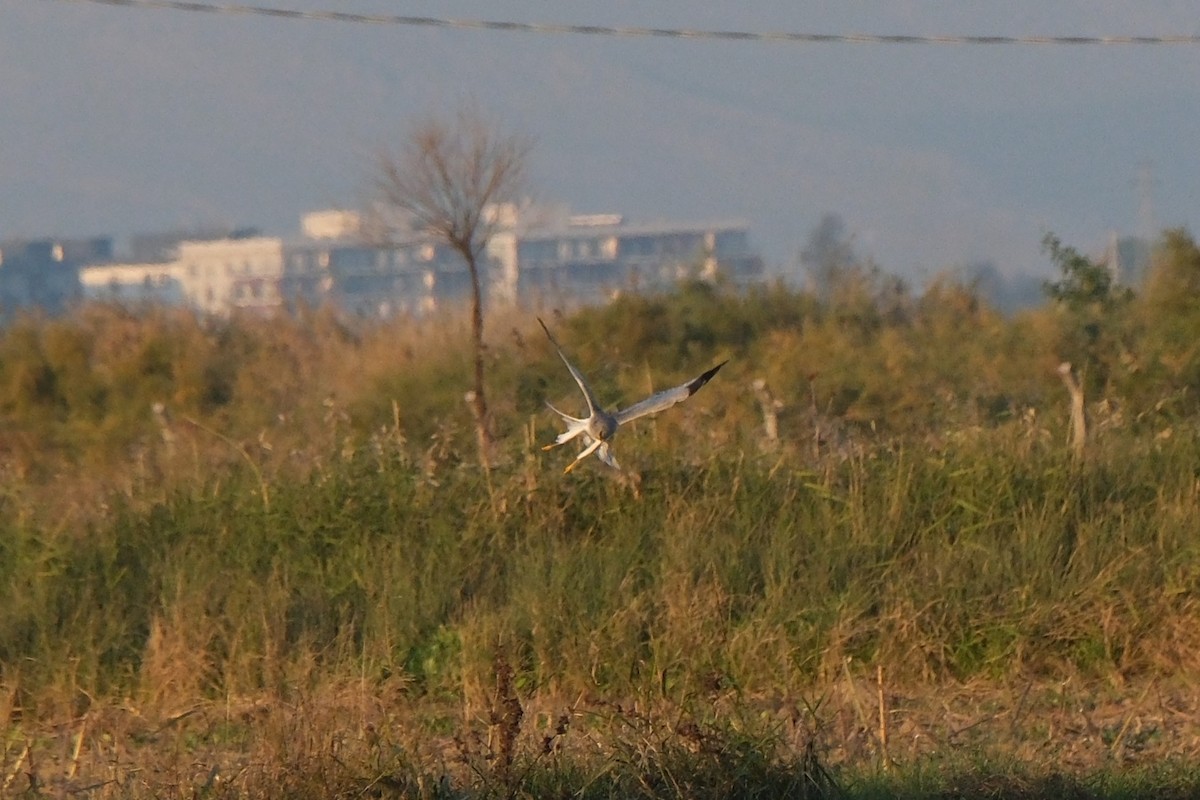 Hen Harrier - ML645347909