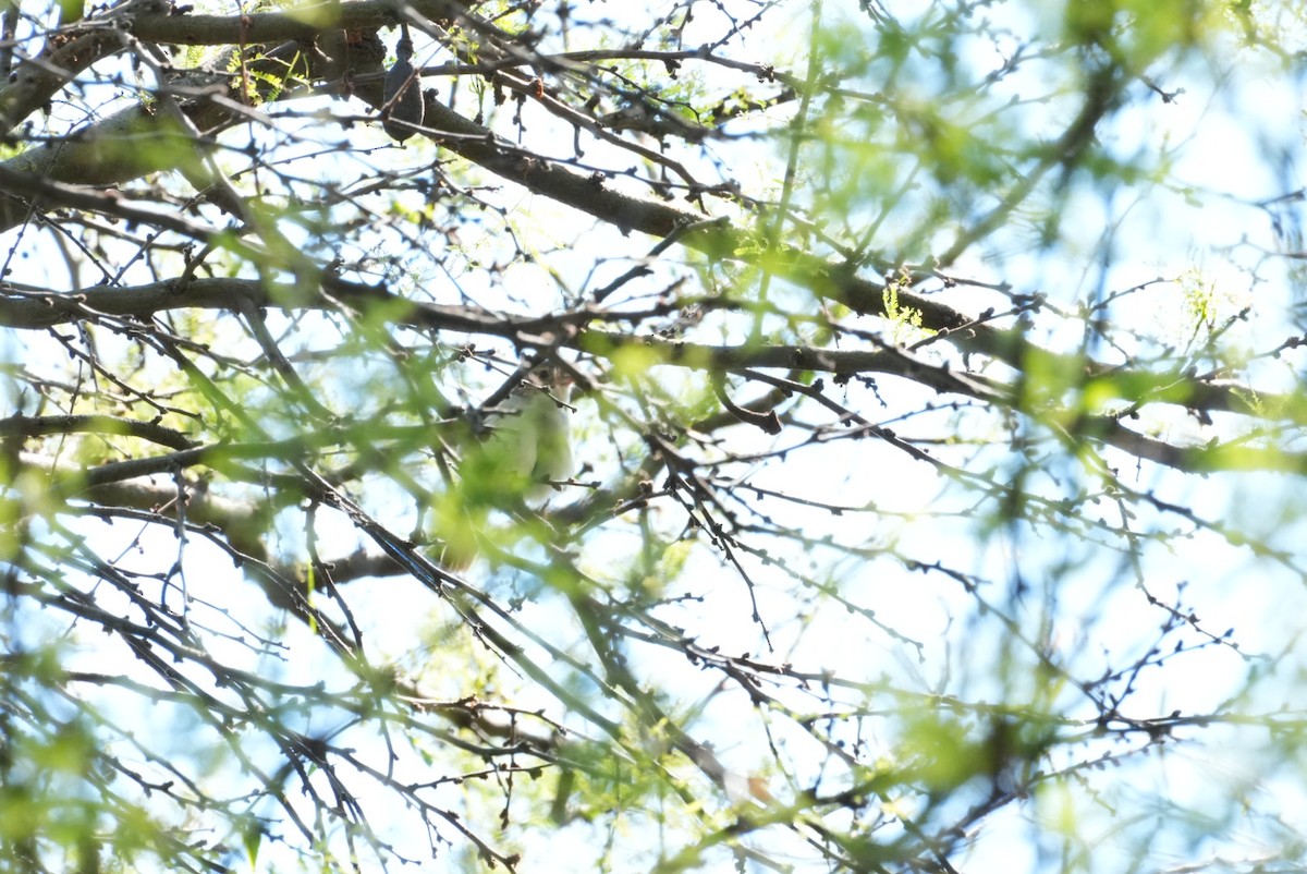 Fulvous-crowned Scrub-Tyrant - ML645347913