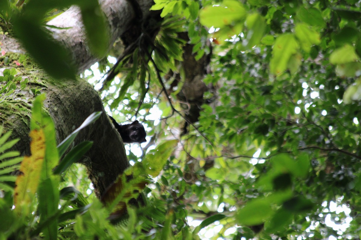 Animals - ML645347922