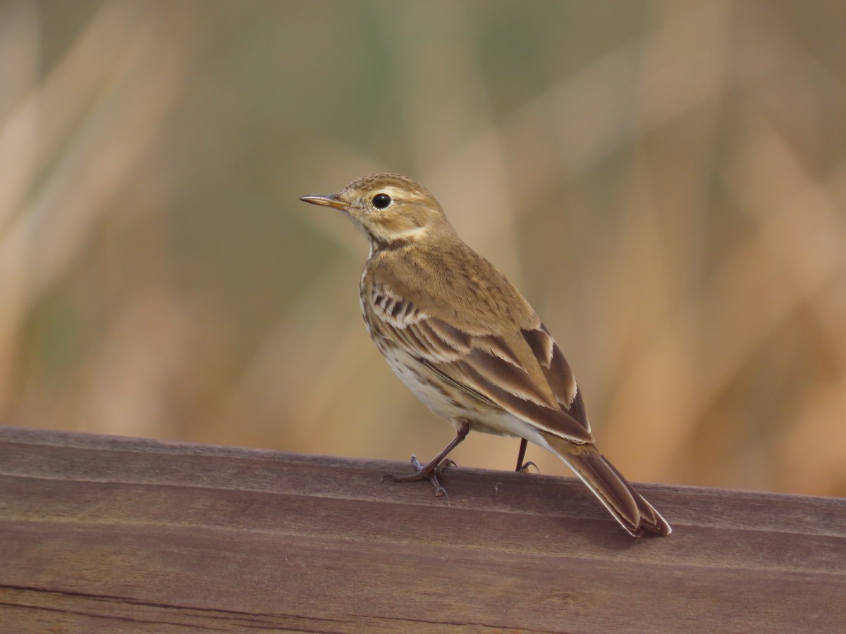 American Pipit - ML645347969