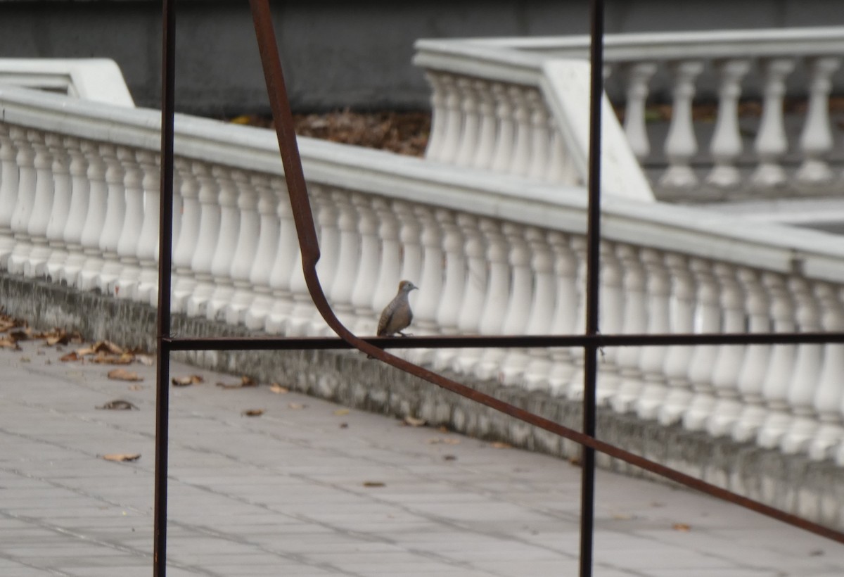 Zebra Dove - ML645347973