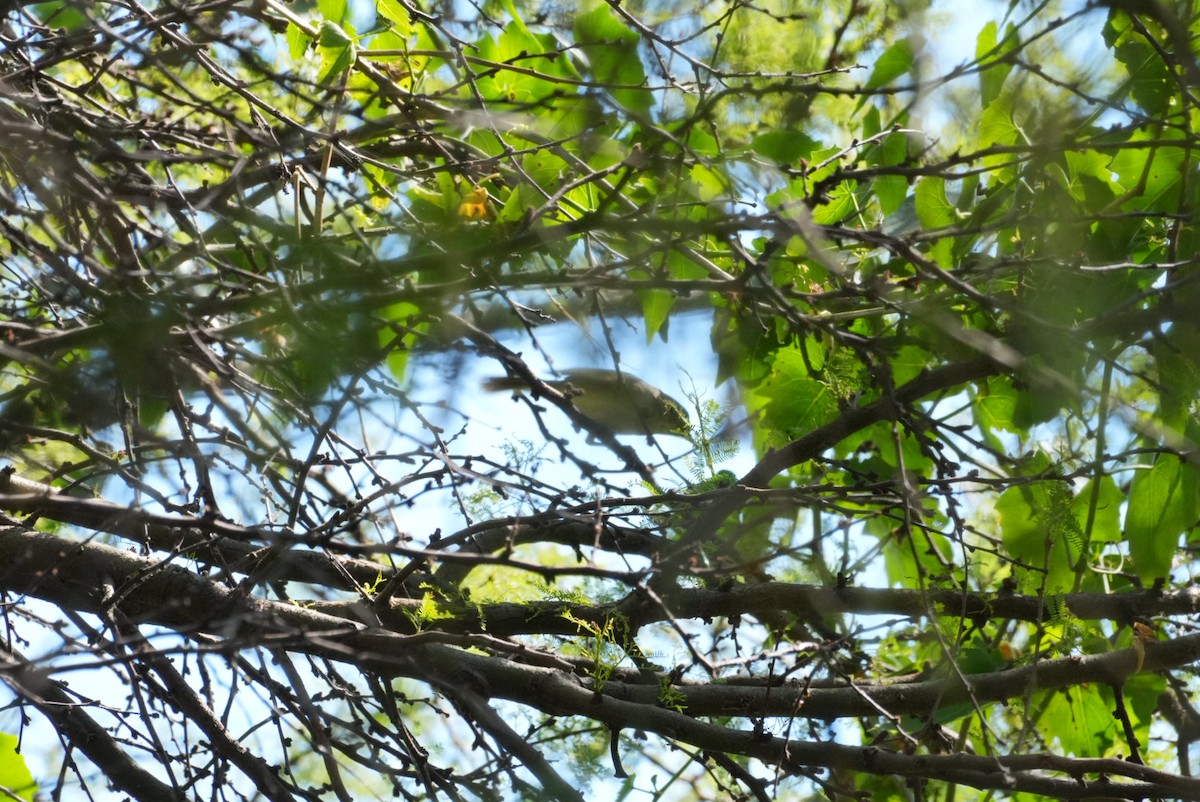 Fulvous-crowned Scrub-Tyrant - ML645347980
